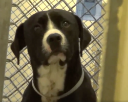 Sad Shelter Dog Literally Jumps For Joy When He Sees He’s Being Adopted