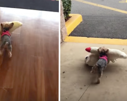 Tiny Yorkie Picks Out Her Own Toy, Needs No Assistance Getting It To The Car