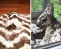 19 Pics Of Chameleon Dogs Perfectly Blending In With Their Surroundings