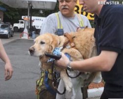 Emergency Responders Rush To Dog Who Hurdled In Front Of Bus To Save Blind Woman
