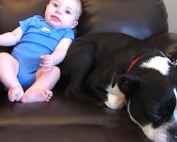 Baby poops in his diaper – and the family dog’s reaction is unbeatable