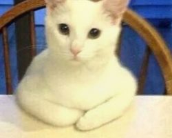 These cats acting like humans is the funniest thing ever! Hilarious!