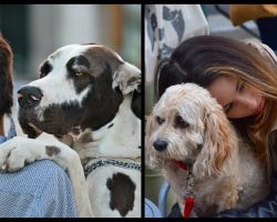 New Studies Show Humans Love Dogs More Than Other Humans