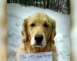 Dog Hides In UPS Truck And Rides All Over Town, Wears Note With Important Message For All