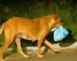 Dog Receives Food From Kind Woman. Instead Of Eating It All, She Brings It To Someone Else