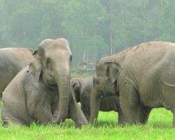 Herd Of Elephants Get Excited Every Time It Rains