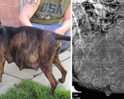 Pregnant pit bull refuses to give birth. After 1 look at the ultrasound, the vet understands why