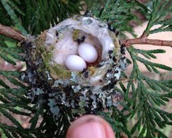 Gardeners Urged To Check Branches And Bushes For These Tiny Nests Before Pruning