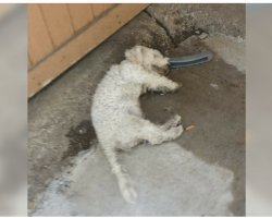 ‘Dead’ Dog Lifts His Head Up When The Person He’s Been Waiting For Comes To Take Him Home