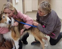 After Years Of Loyalty, Senior Dog Dumped At A Shelter Because “No One Had Time For Him”