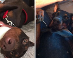 20 Reasons Why You Should Do Everything In Your Power To Stay Clear Of Dobermans