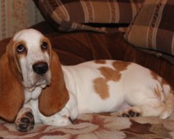 14 Reasons Basset Hounds Are The Worst Indoor Dog Breeds Of All Time