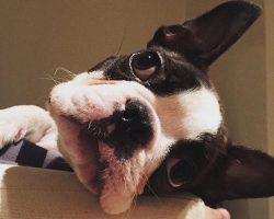 12 Boston Terrier Property Laws