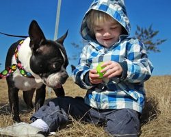12 Reasons Why You Should Never Own Boston Terriers