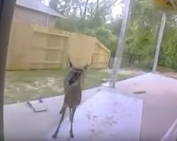 Deer shows up in backyard and tries to show family something, then they immediately call 911