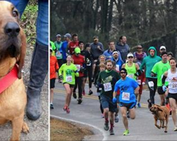 Dog Is Let Outside To Go Potty, Accidentally Joins A Half Marathon