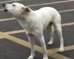 Dog Wouldn’t Stop Howling After Being Abandoned, But She Wouldn’t Be Alone For Long