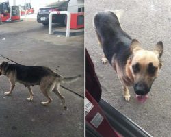 Abandoned German Shepherd At Gas Station Licks Woman’s Knee To Ask For Help