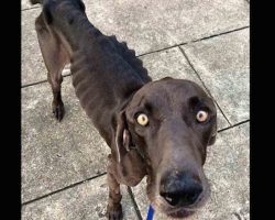 Starving Dog Who Survived By Eating Twigs And Rocks Gets His Happily Ever After