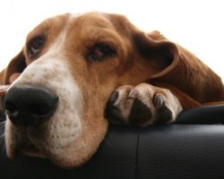 14 Signs You’re A Basset Hound