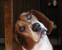 10 Reasons Why Your Basset Hound Is Staring At You Right Now