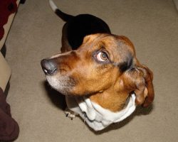 12 Reasons Why You Should Never Own A Basset Hound