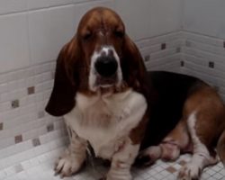 Basset Hound Loves Taking Shower