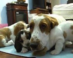 Basset Hound Mom Protects Pups from Grandpa! Very Precious!