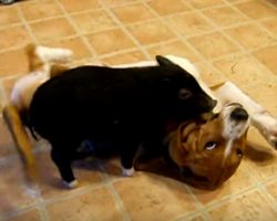 Basset Hound Puppy vs. Piglet Pal