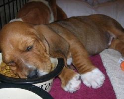 12 Hilarious Photos That Prove Basset Hounds Can Sleep Absolutely Anywhere