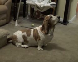 Basset Hound Shows Off Tricks