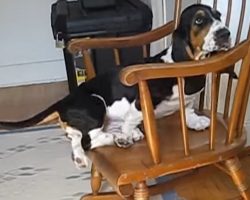 Basset vs. Rocking Chair