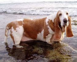 Top 10 Things Basset Hounds Don’t Like