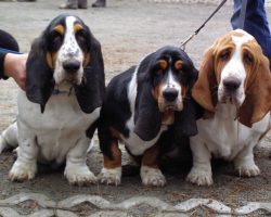 Basset Hounds are the BEST!!!