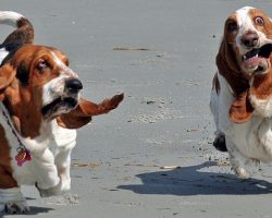 14 Reasons Basset Hounds Are The Worst Breed EVER