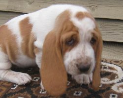 6 Cool Facts About Basset Hounds