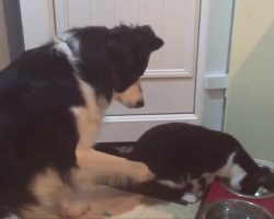 Sweet Dog Gently Reminds Cat to Save Him Some Food