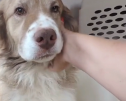 Rescue Dog First Feels A Human’s Touch In Emotional Moment