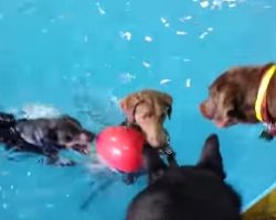 What This Dog Does Whenever She’s In The Pool Is HILARIOUS! You Have To See This To Believe It!