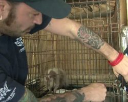 Tiny Puppy Mill Dog Was Stuck In Cage For So Long It Had Rusted Shut