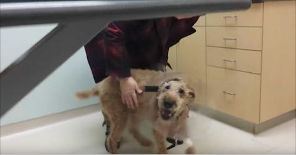 Blind Dog Regains His Sight And His Reaction Has Charmed 14 Million