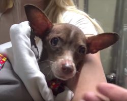 Abandoned Chihuahua Is Afraid And Confused Until She Realizes She Is Safe