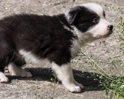 Just Watch These Border Collie Puppies Meet Sheep for the First Time