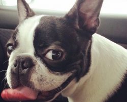 18 Things All Boston Terrier Owners Must Never Forget