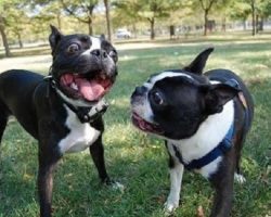 12 Reasons Boston Terriers Are The Worst Breed EVER