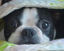 14 Reasons Boston Terriers Are The Worst Indoor Dog Breeds Of All Time