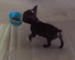 This Boston Terrier Puppy Didn’t Trust The Other Pets Around His Food, So He Did This With His Bowl…