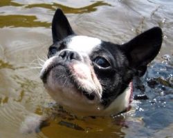 Top 10 Things Boston Terriers Don’t Like