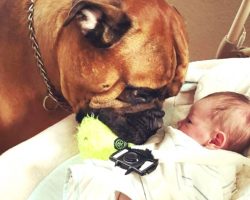 When Their Baby Starts Crying, Their Bullmastiff Does A Selfless Act To Comfort Him