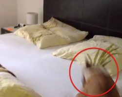 This Dog Is About To Jump On The Bed. What She Does Makes Her Human Laugh!